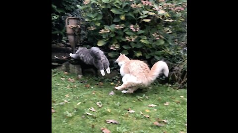 Slippery when wet - running Cat fails at chasing sibling