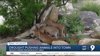 Drought conditions pushing wildlife into city limits