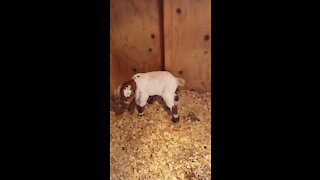 Baby goats are adorable