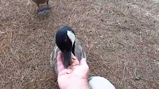 Canada goose loves being hand fed with corns