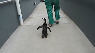 Rescued penguin goes for a walk around the rescue center