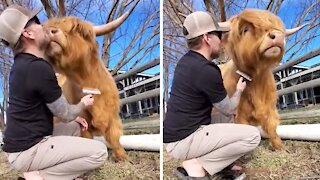 Friendly cow preciously kisses his caretaker