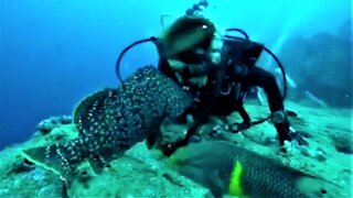 Scuba divers meet the most affectionate fish in the Galapagos Islands