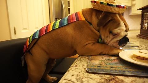 Festive English Bulldog devours tasty tacos
