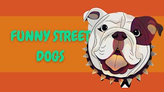 funny Street Dogs