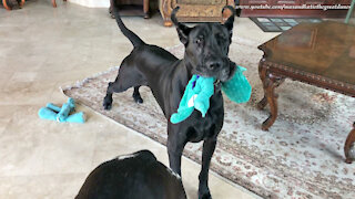 Gentle Great Dane Loves To Nibble On Her Toys