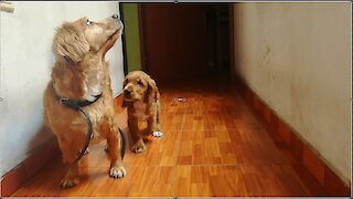 cocker cachorro jugando con su amigo