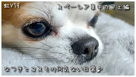 虹V19 保護犬チワワのコスモしゃんと車中カフェ♪可愛いコスモしゃんの特技も披露！