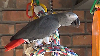 Parrot performs the 'Meow Opera' for the camera