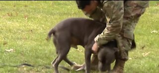 Dog reunites with owner after returning from deployment