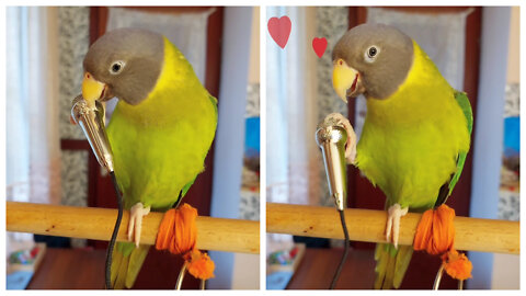 Adorable Parrot Whistles Into A Miniature Microphone