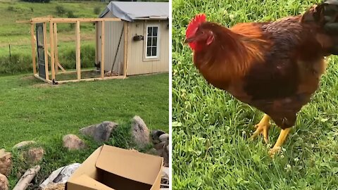 Angry rooster hilariously chases away intruding woman