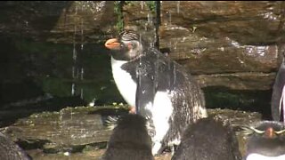 La doccia dei pinguini