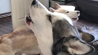 Vocal Huskies Protest After Learning Owner Has No Treats
