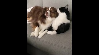 Just a cat kissing his doggy best friend