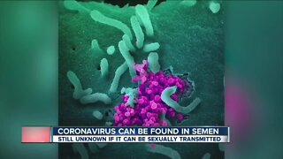 COVID-19 found in semen but unknown if transmitted sexually