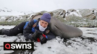 Elephant seal captured giving BIG HUG to photographer