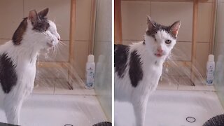 Funny cat has very peculiar way of drinking water
