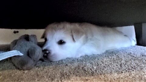 Puppy drags toy bunny into his lair and adorably attacks it