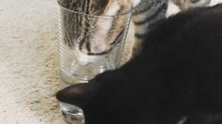 Cats try to drink water from glass