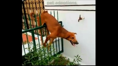 Rescue poor dog has stuck in a fencing, hanging in a air with a sharp faced rod crossing