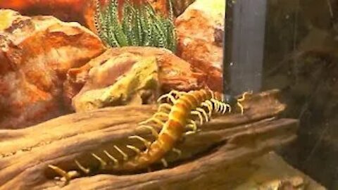 Gigantic Centipede & Tarantula Combination of creepiness