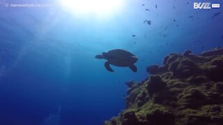 Mergulhadores nadam com tartaruga marinha