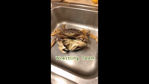 Dungeness Crab Feast