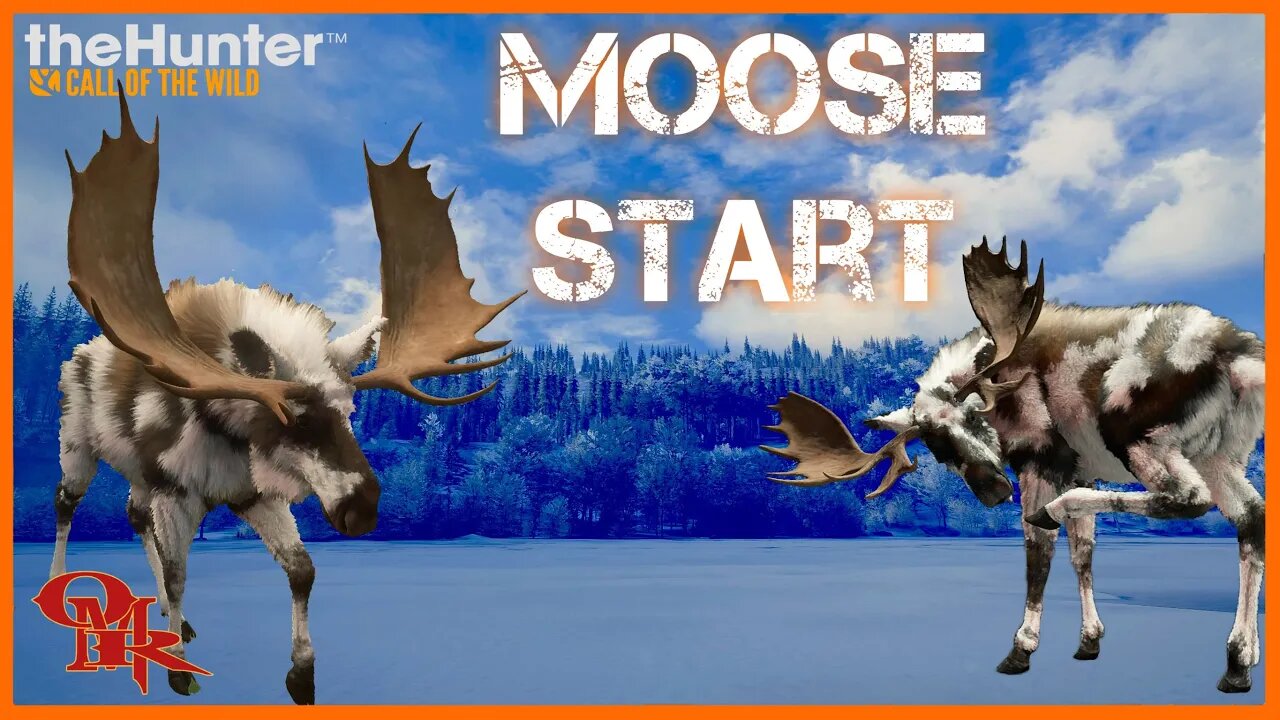 piebald moose