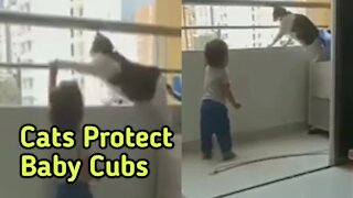 cats protect baby cubs