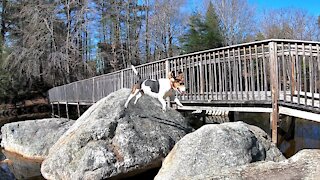 Beagle Dog Jumping