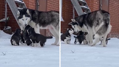 Mother dog adorably plays with her puppies