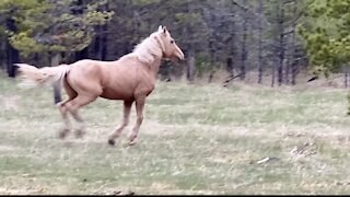 Beautiful Feral Horse in Alberta, Canada