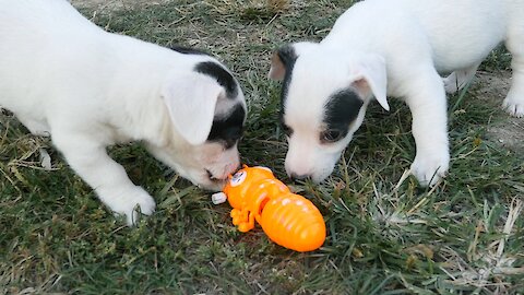 Jack Russell Puppies Take On Giant Mechanical Ant