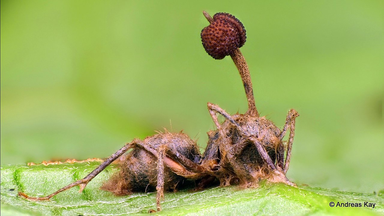 JfxQa.qR4e Small Zombie Ant Killed By An Ent 