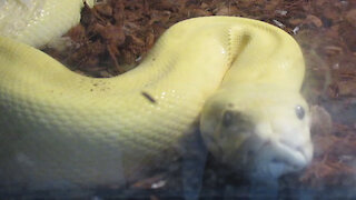 GOLD PYTHON - Albino Python Snake