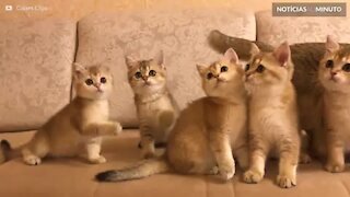 Gatos fazendo gatices: as aventuras mais hilárias do universo felino