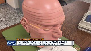 Marquette class provides in-depth brain dissection opportunity
