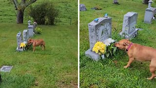 Puppy knows exactly where grandma's gravestone is
