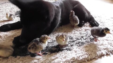German Shepherd puppy greets newborn chicks