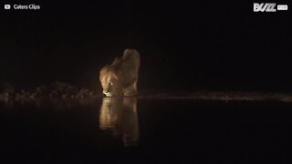 Straordinari immagini di leoni nella natura
