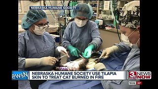 Nebraska Humane Society treats burned cat with tilapia skin