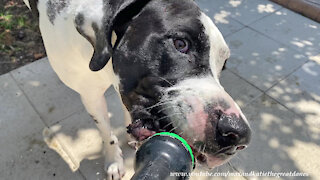 Silly Great Dane enjoys drinking from the garden hose