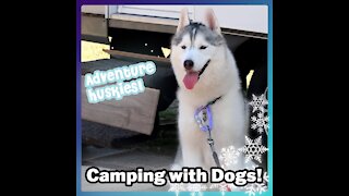 Adventure Huskies! CAMPING WITH DOGS!