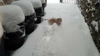 Adorable puppy loves playing in the snow!