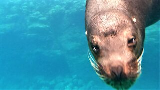 Territorial bull sea lions send clear warning to swimmers