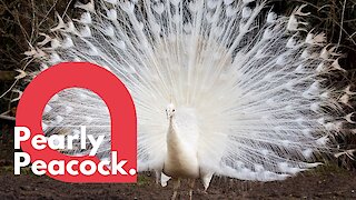 White peacock puts its plumage on display
