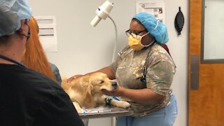 St. Lucie County high school students train to become veterinarians