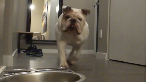 Bulldog Is Not Satisfied With The Amount Of Food In The Bowl, Goes Straight To The Source