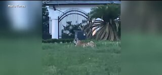 Tiger remains on loose in Houston neighborhood